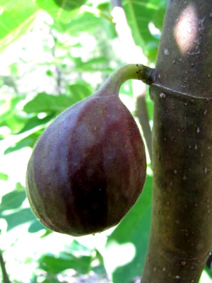 Nearly ripe fig