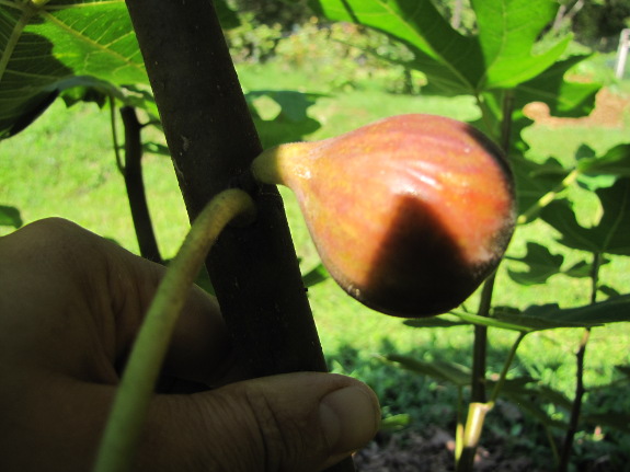 Ripening fig