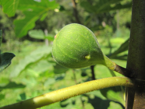 Unripe fig