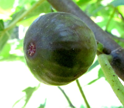 Unripe fig end