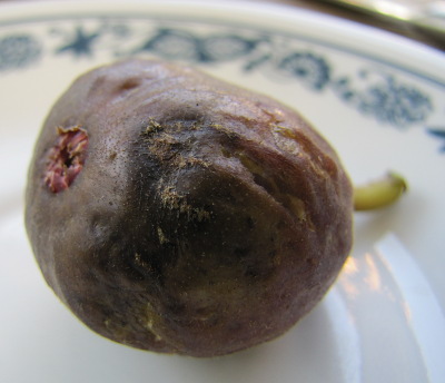 Ripe fig