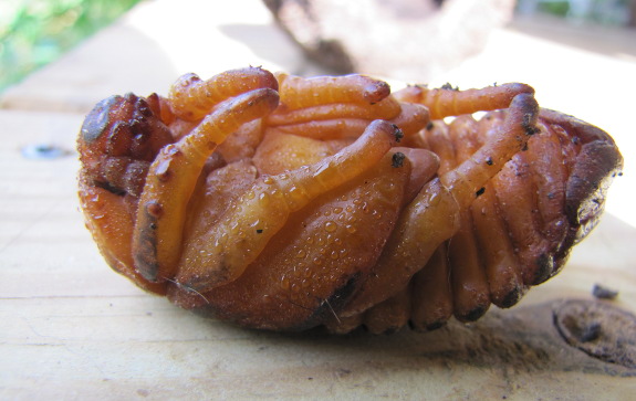 Pupating beetle