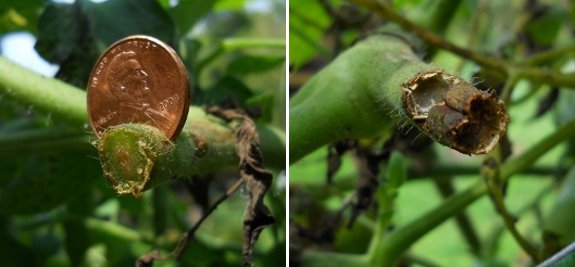 fighting blight with copper pennies updated information a week later