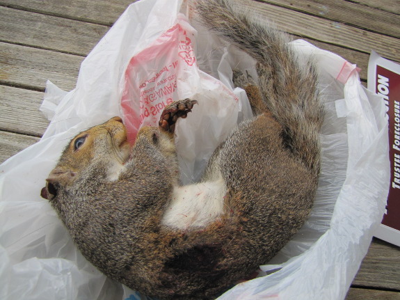 Dead squirrel