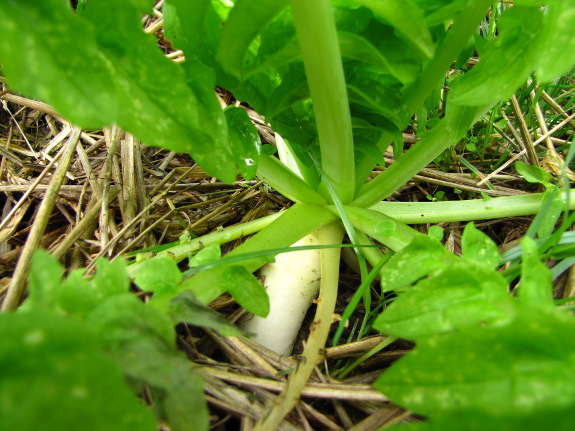 Oilseed radish