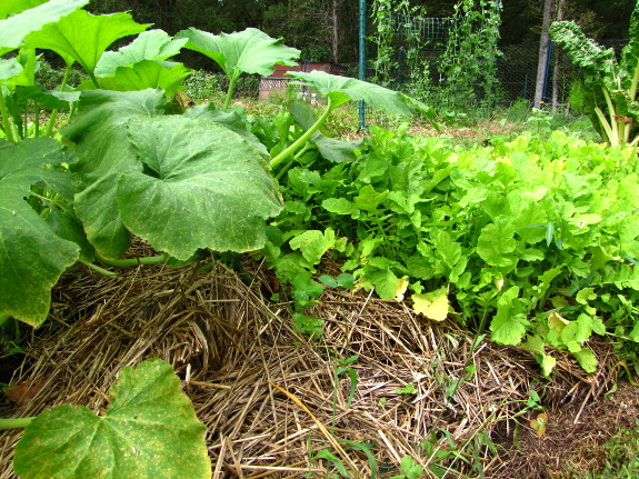 Radish cover crop