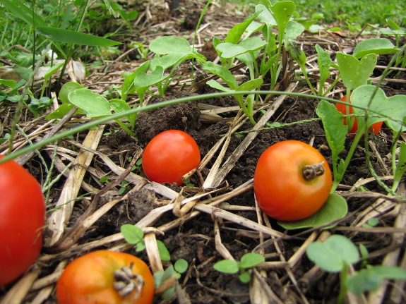 Radishes under blighted tomatoes