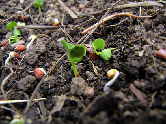 Sprouting oilseed radishes
