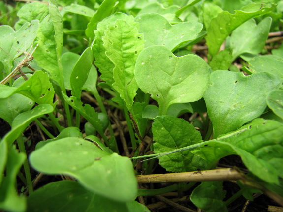 Young oilseed radish