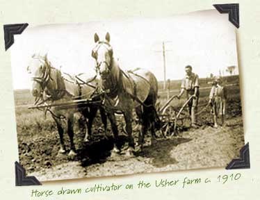 Horse cultivator