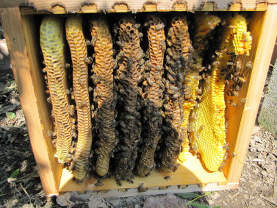 Warre hive box