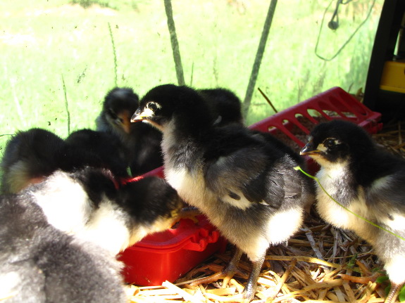 Week old chicks