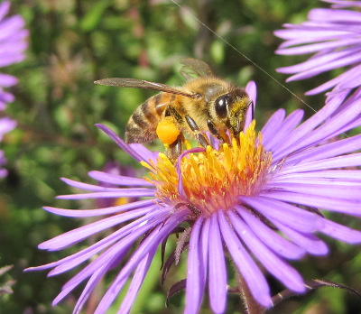 Bee on New England aster