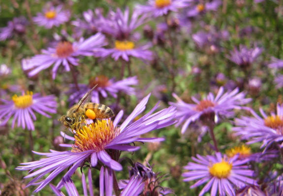 Honeybee collecting pollen