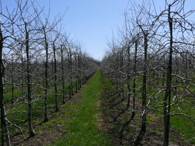 Staked dwarf apples