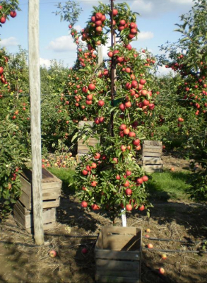 Tall spindle apple tree