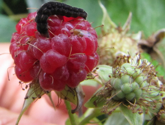 Beetle larva on raspberry