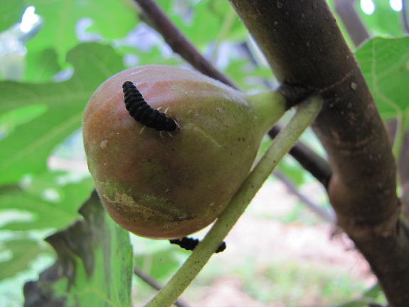 Insect on fig