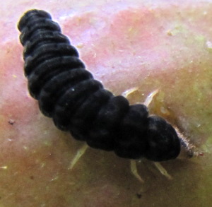 Soldier beetle larva