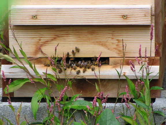 Warre hive entrance