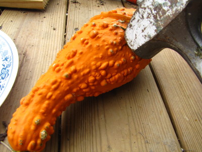 Breaking open summer squash