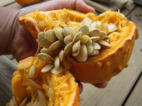 Summer squash seeds