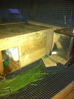 Homemade rabbit feeder