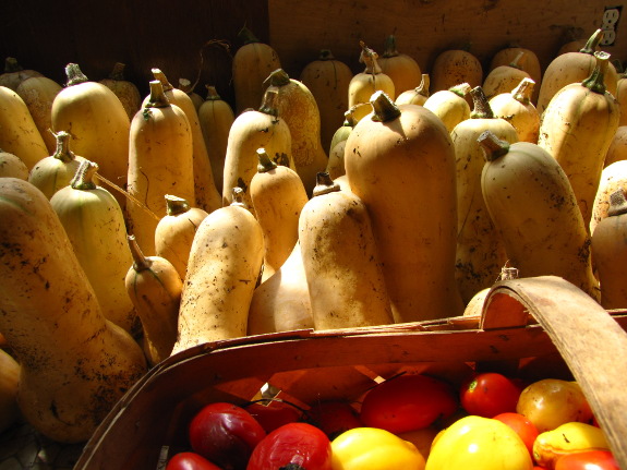 Army of butternut squash