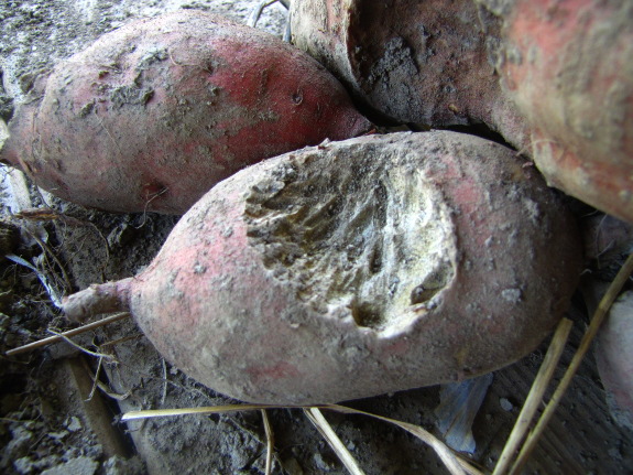 Rodent-gnawed sweet potato