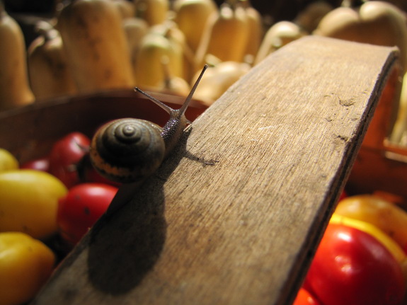 Snail on basket