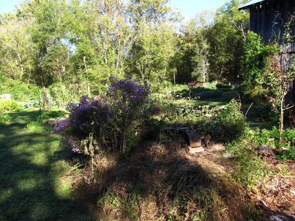 Autumn forest garden