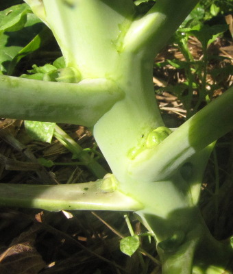 Baby Brussels sprouts