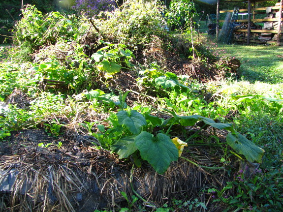 Butternut in the forest garden