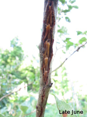 Cicada twig damage in June