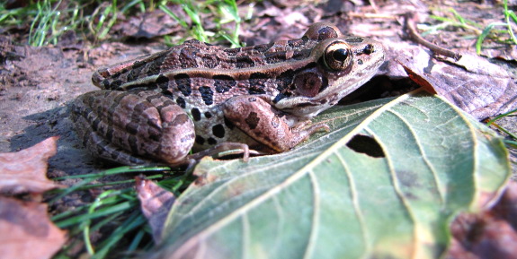 Frog on leaves