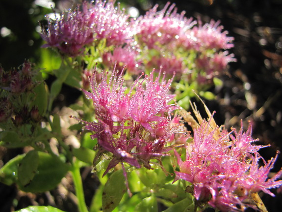 Sedum flowers