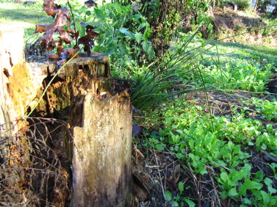 Stump in garden