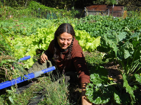 Weeding the fall garden