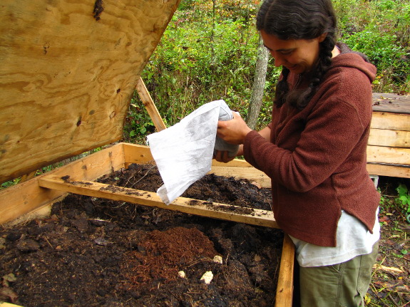 Seeding the worm bin