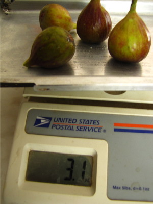 Weigh figs