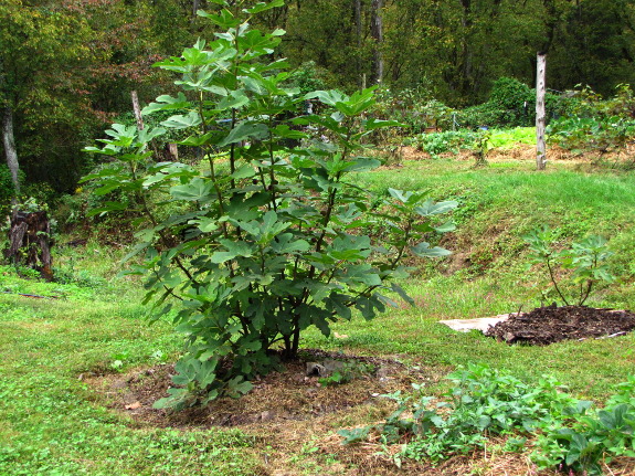 Fig trees