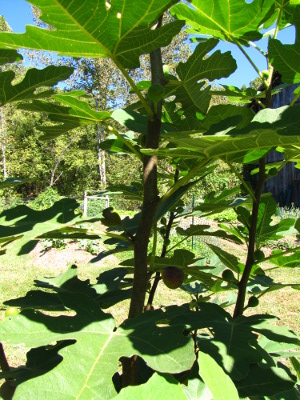 Fruiting fig