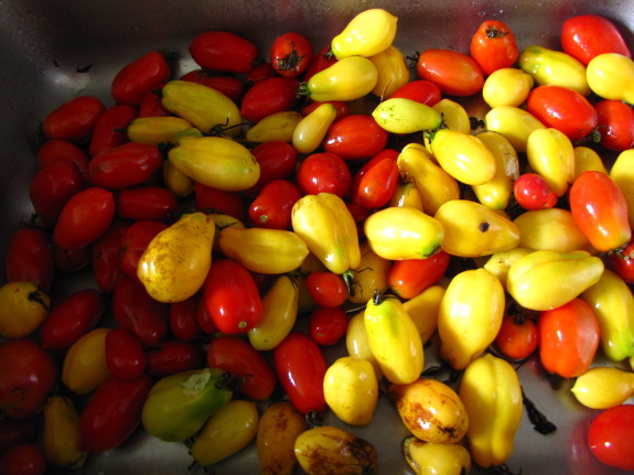 Sink of tomatoes