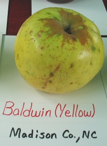 Baldwin apple