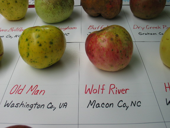 Heirloom apples