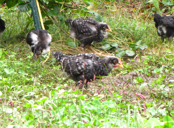 Chicks in swamp