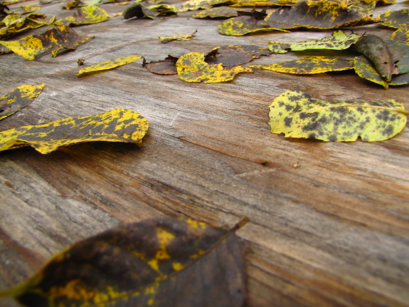 Fallen walnut leaves