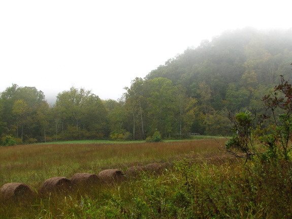 Foggy hayfield