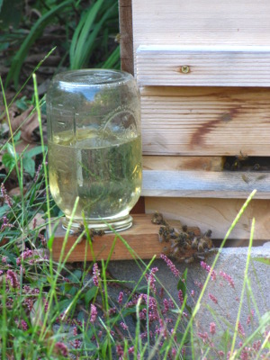 Bee feeder