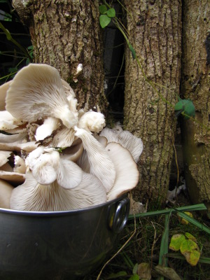 Mushroom totem
